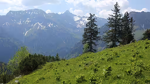 Lebensraum des Alpensalamanders im Allgäu.