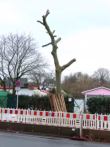 Für Fällungen oder derart radikale Rückschnitte müssen auch im Winter triftige Gründe vorliegen.