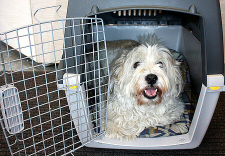 Hund 'Sweety' in der Transportbox 