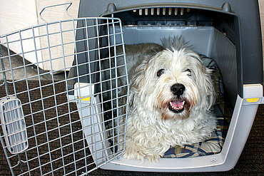 Vor der Reise kann man den Hund bereits an die Transportbox gewöhnen. © aktion tier e.V./Bauer