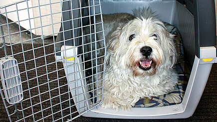 Vor der Reise kann man den Hund bereits an die Transportbox gewöhnen. © aktion tier e.V./Bauer