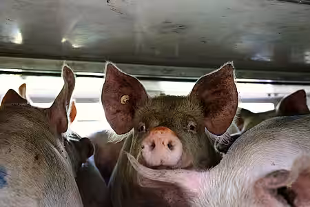 Armes Schwein Armes Schwein