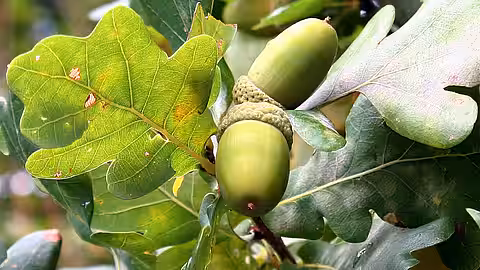 Eichenrinde enthält viel Gerbstoff (Tannin).
