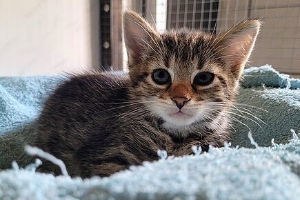 Katzenkind Bronko