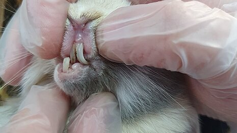 Kaninchen mit Zahnproblemen