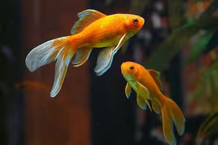 Für die Haltung von Kleintieren wie Zierfische benötigt man keine Erlaubnis des Vermieters. 