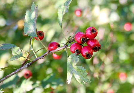 Die roten Beeren des heimischen Weißdorns.