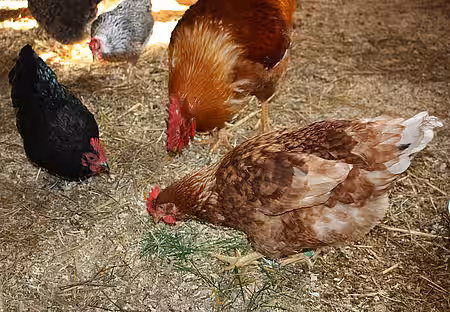 Hühnergruppe.
