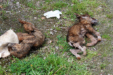 Hundewelpen verhungert und verdurstet.