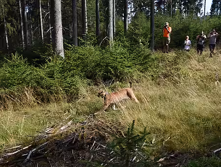 Bei der Auswilderung des Luchses.