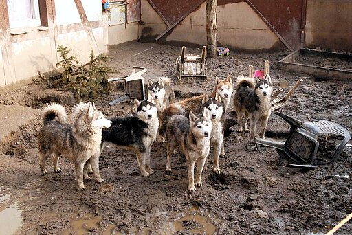 Animal Hoarding-Fall in Brandenburg mit über 20 vernachlässigten Huskys Animal Hoarding-Fall in Brandenburg mit über 20 vernachlässigten Huskys