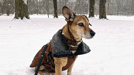 Hunde mit keinem oder wenig Unterbauchfell sollten bei kalten Temperaturen einen Mantel tragen.