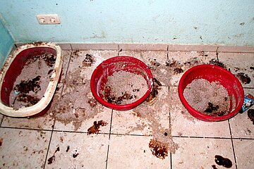 Verdreckte Katzentoiletten Verdreckte Katzentoiletten