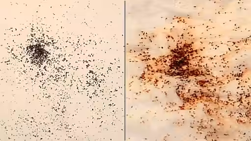 Links ausgekämmter Flohkot; rechts rötliches Auswischen des befeuchteten Flohkotes.