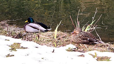 Enten im Winter am Wasser