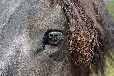 Auge eines Friesen