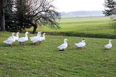 Gänse auf der Wiese