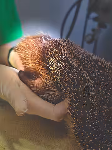 Bei diesem Igel fiel uns eine Schwellung auf.