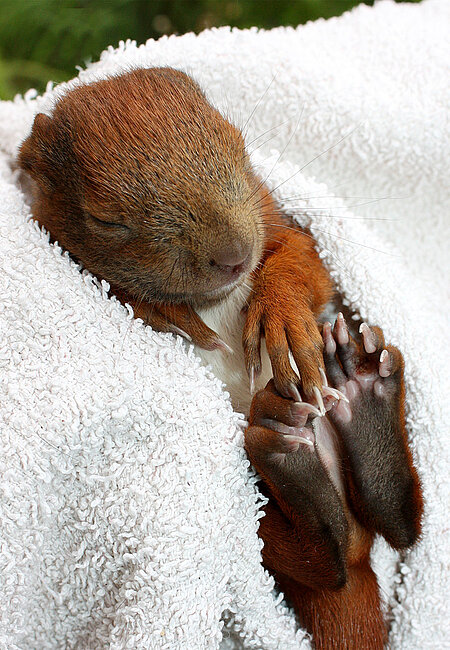 Eichhörnchen-Junge