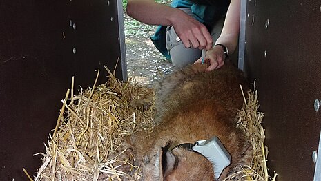 Tierärztin Karolin Schütte bei der Verladung eines Luchses