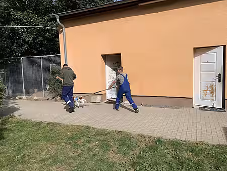 Übung mit Fangschlinge und Stoffhund.
