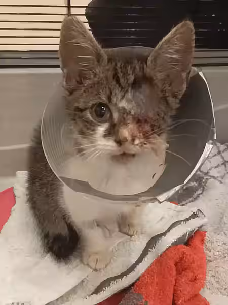 Kleine Hexe nach der Operation.