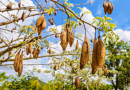 Kapselfüchte des Kapokbaumes