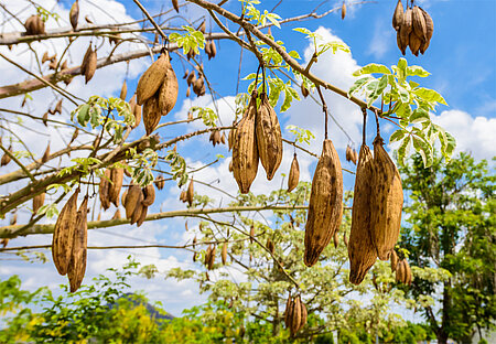 Kapselfüchte des Kapokbaumes
