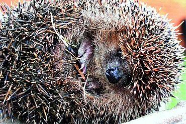 Winterschlaf ist für die Igel überlebenswichtig.