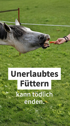 Ein Pferd auf einer Weide, dem ein Stück Brot gegeben wird mit dem Text: Unerlaubtes Füttern kann tödlich enden.