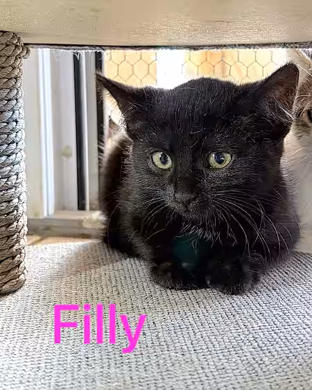 Kitten Filly Kitten Filly