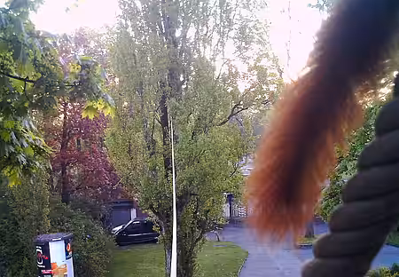 Erstes Foto vom Münchener Eichhörnchenseil 