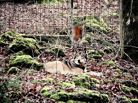 Wolf im Wildpark Hundshaupten