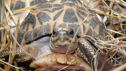 Spinnenschildkröte