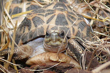 Spinnenschildkröte