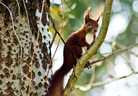 Eichhörnchen