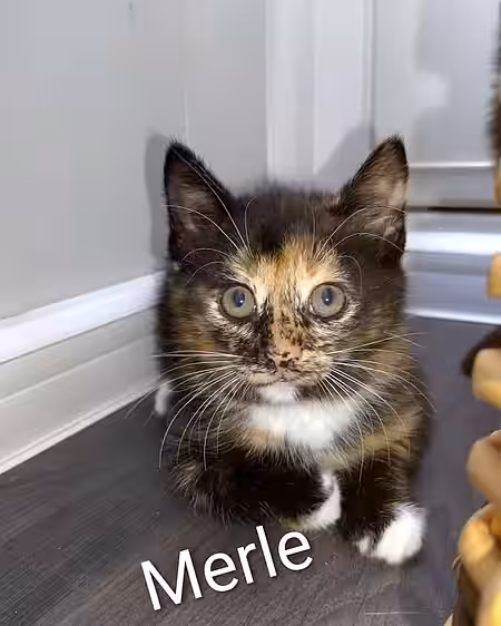 Kitten Merle Kitten Merle