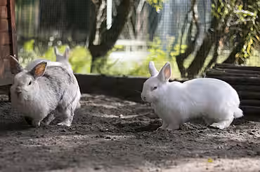Kaninchen im Auslauf