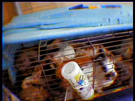 Viele Kaninchen in kleinen Käfigen