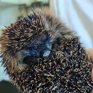 Diesem Igel wurde ein großer Teil seines Nasenspiegels abgetrennt.