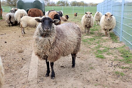 Hausschaf Ovis gmelini aries.