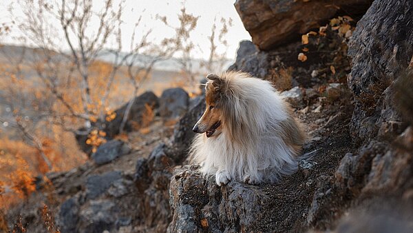 Collie in den Bergen