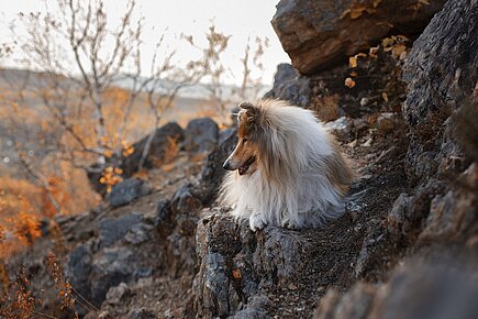 Collie in den Bergen