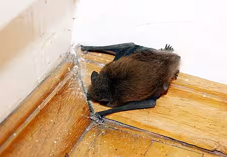 Erschöpfte Fledermaus