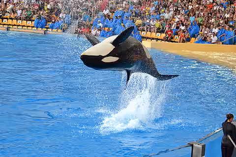 Show mit einem Orca auf Teneriffa
