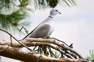 Türkentaube (Streptopelia decaocto).