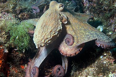 Octopus vulgaris.