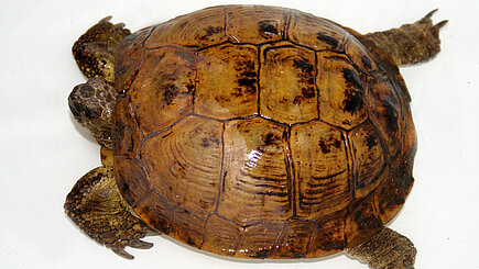 Auch Schildkröten werden als Souvenir verkauft...