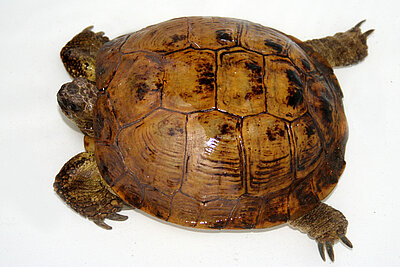 Auch Schildkröten werden als Souvenir verkauft...