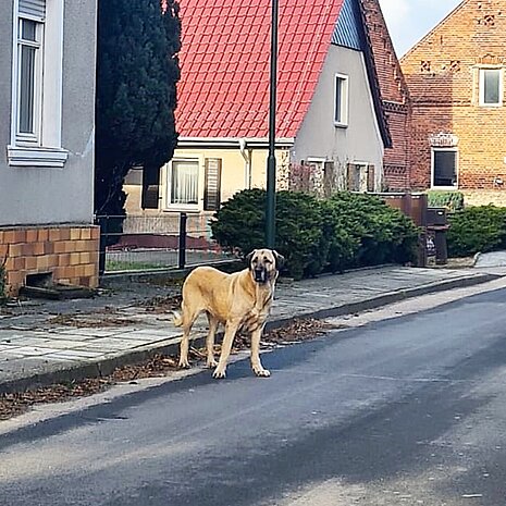 Die unbeaufsichtigten Hunde sind nicht nur eine potenzielle Gefahr für andere, sondern auch selbst gefaehrdet.